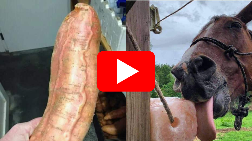 Wellness video cover