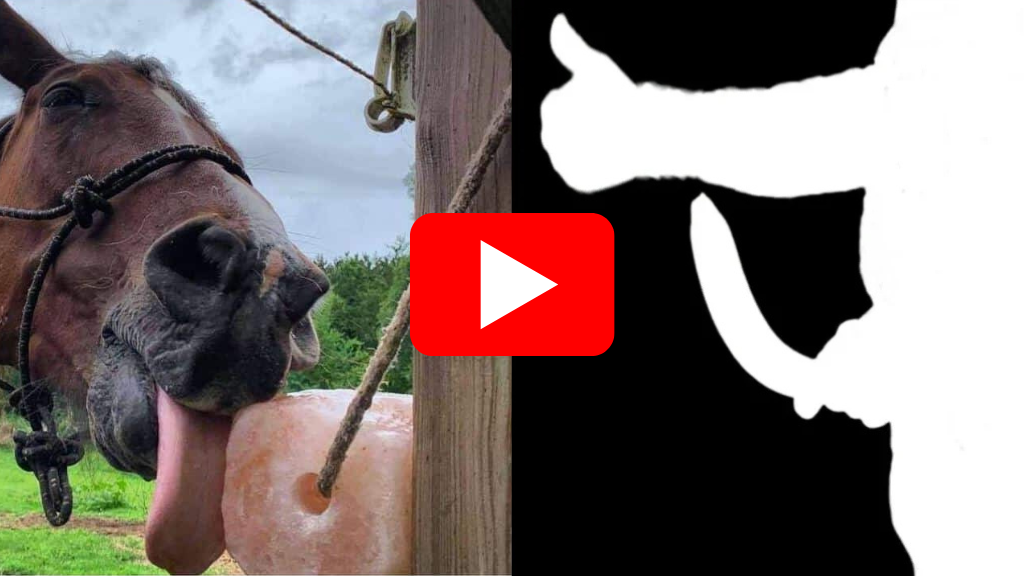 Wellness video cover